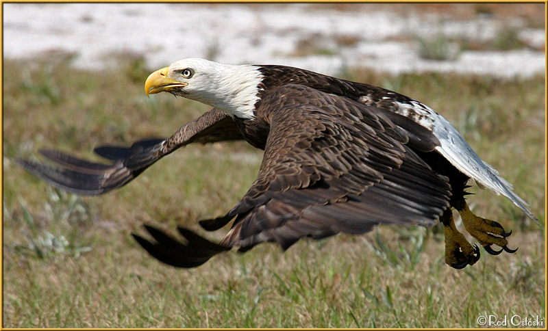 Eagle flying off...