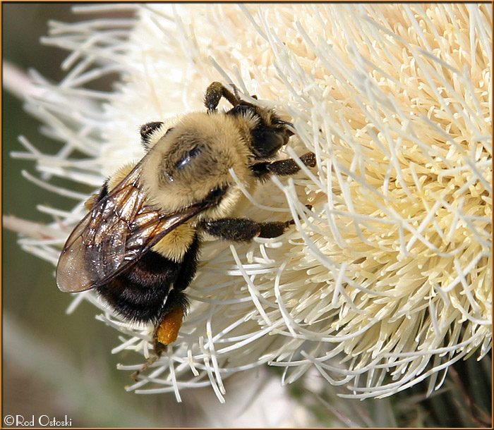 Bumble Bee Flower