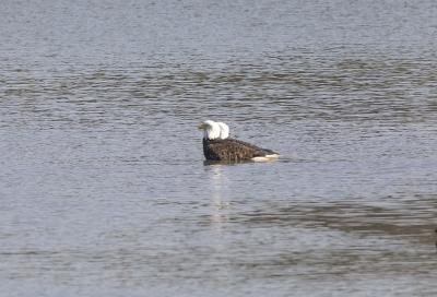 Eagle Ducks :)