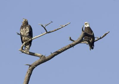 Bald Eagles (2nd year juvenile (yawning), adult)
