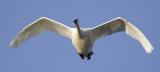 Tundra Swan