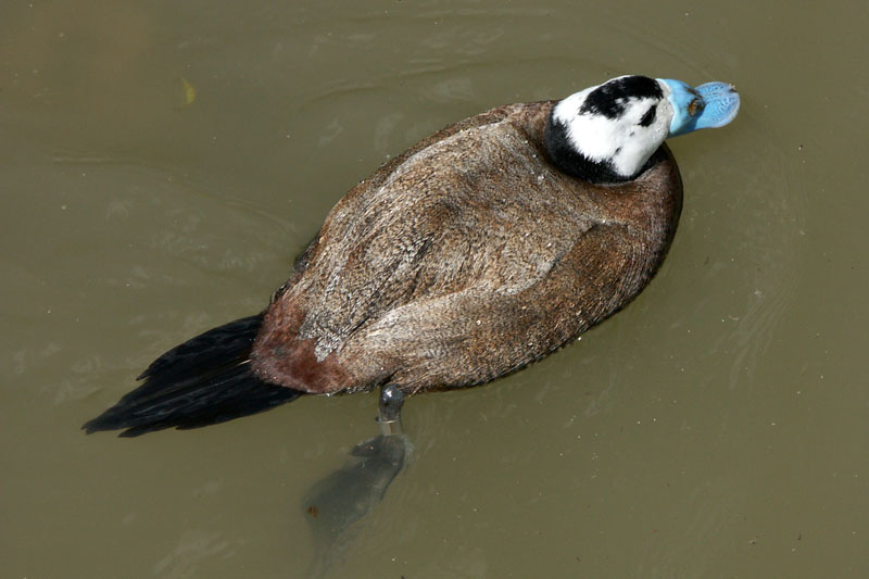 White-headed duck