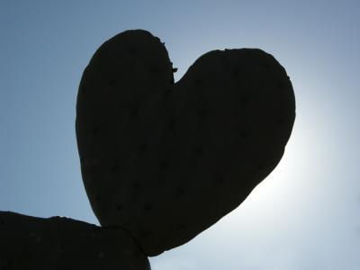 Prickly pear cactus pad