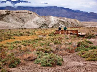 Riparian area in Death Valley