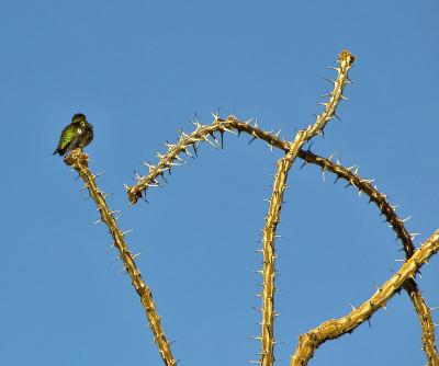 Bird on ocotillo