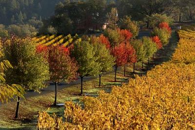 Fall vineyards