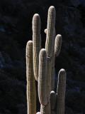 Old cactus