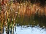 Reeds on Ayer lake