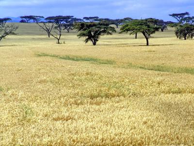 Corn field - Kenya Style