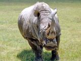 Intimidating rhino