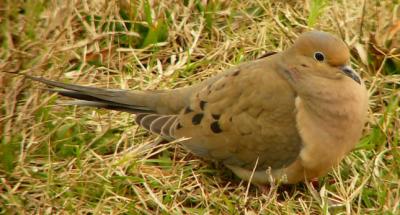 mourning dove feb2.jpg