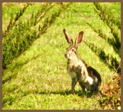 easterbunny