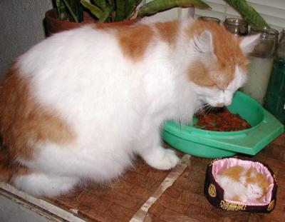 Happy and his toy