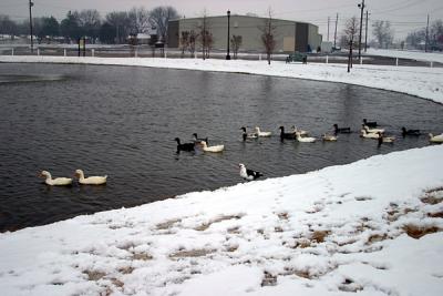 Ducks on the pond