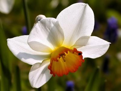 Osterglocke (Daffodil); Narcissus