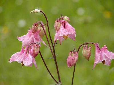 Akelei (Columbine)