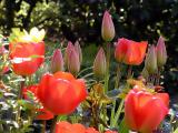 Tulpen (Tulips)