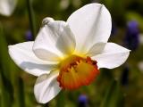 Osterglocke (Daffodil); Narcissus