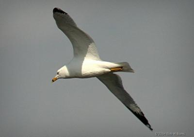 Final Approach 1.JPG