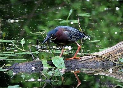 Green Heron.jpg