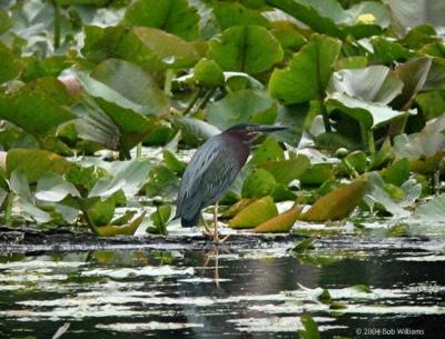 Green Heron x.JPG