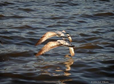 Blue Angulls.JPG
