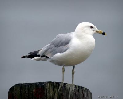 CT Gull 1.JPG