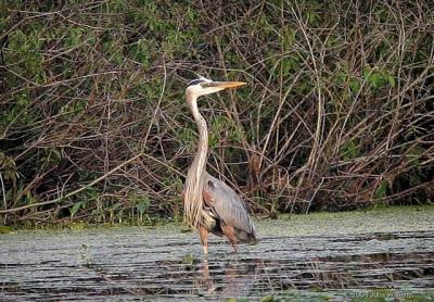 B Heron xx.jpg