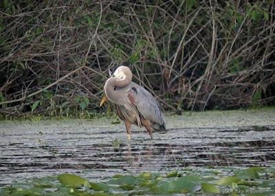 B Heron xxx.jpg