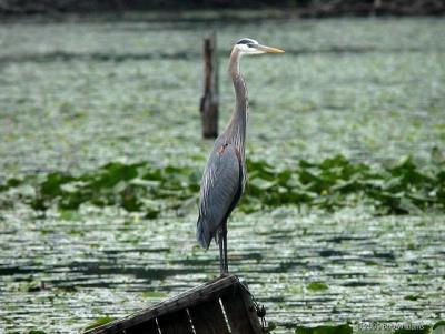 IMG_2887.JPG