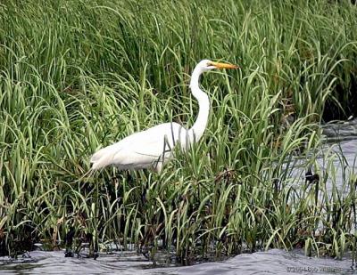 Egret.JPG