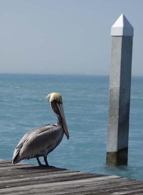 Pete the pelican