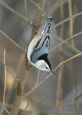 White-breasted Nuthatch