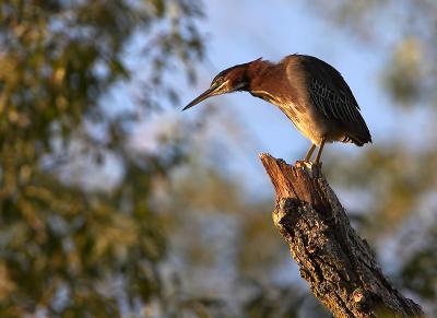 Green Heron