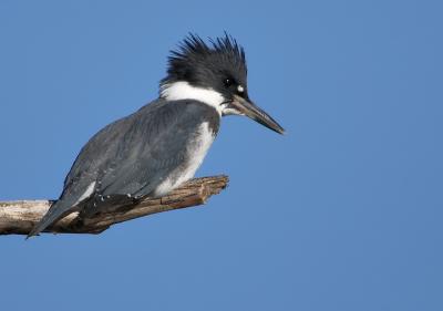 Belted Kingfisher