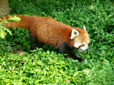 red panda 1