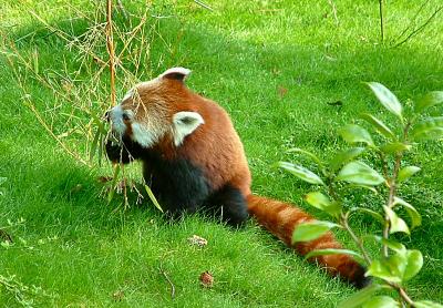 red panda 2