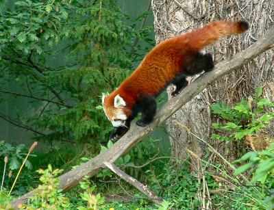 red panda 4