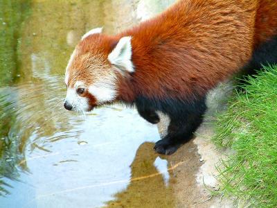 red panda 5