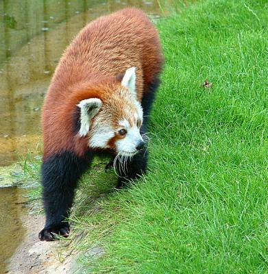 RED PANDAS