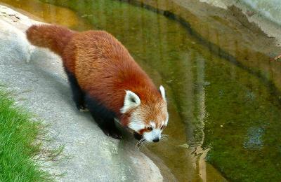 red panda 7