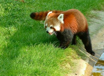 red panda 8