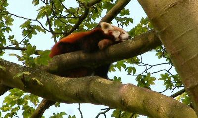 red panda 9