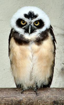 Spectacled owl