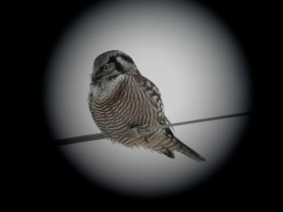 MN Owls - Digiscoped Originals