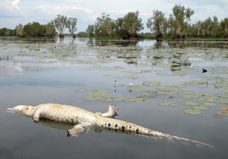 life and death on a billabong