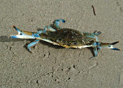 A crab named siri !