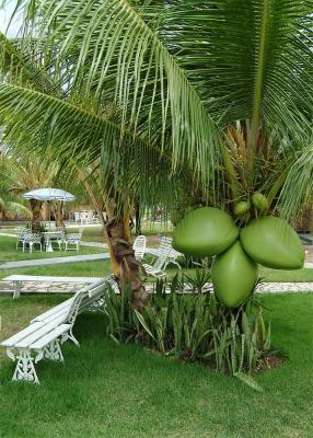 Giant coconuts !