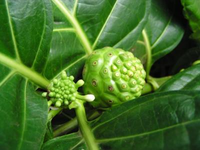 Noni (Morinda citrofolia)