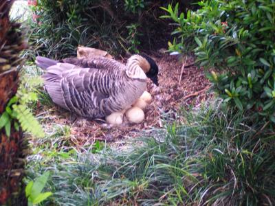 Nene Incubating Eggs